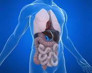 МРТ брюшной полости: какие органы проверяют и что показывает исследование